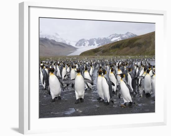 King Penguins, St. Andrews Bay, South Georgia, South Atlantic-Robert Harding-Framed Photographic Print