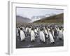 King Penguins, St. Andrews Bay, South Georgia, South Atlantic-Robert Harding-Framed Photographic Print