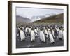 King Penguins, St. Andrews Bay, South Georgia, South Atlantic-Robert Harding-Framed Photographic Print