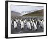 King Penguins, St. Andrews Bay, South Georgia, South Atlantic-Robert Harding-Framed Photographic Print