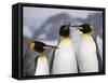 King Penguins, St. Andrews Bay, South Georgia, South Atlantic-Robert Harding-Framed Stretched Canvas