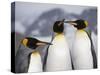 King Penguins, St. Andrews Bay, South Georgia, South Atlantic-Robert Harding-Stretched Canvas