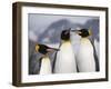 King Penguins, St. Andrews Bay, South Georgia, South Atlantic-Robert Harding-Framed Photographic Print