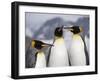 King Penguins, St. Andrews Bay, South Georgia, South Atlantic-Robert Harding-Framed Photographic Print