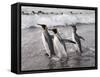 King Penguins, St. Andrews Bay, South Georgia, South Atlantic-Robert Harding-Framed Stretched Canvas