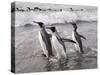 King Penguins, St. Andrews Bay, South Georgia, South Atlantic-Robert Harding-Stretched Canvas