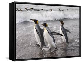 King Penguins, St. Andrews Bay, South Georgia, South Atlantic-Robert Harding-Framed Stretched Canvas
