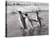 King Penguins, St. Andrews Bay, South Georgia, South Atlantic-Robert Harding-Stretched Canvas