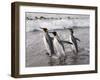 King Penguins, St. Andrews Bay, South Georgia, South Atlantic-Robert Harding-Framed Photographic Print