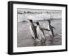 King Penguins, St. Andrews Bay, South Georgia, South Atlantic-Robert Harding-Framed Photographic Print