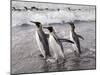 King Penguins, St. Andrews Bay, South Georgia, South Atlantic-Robert Harding-Mounted Photographic Print