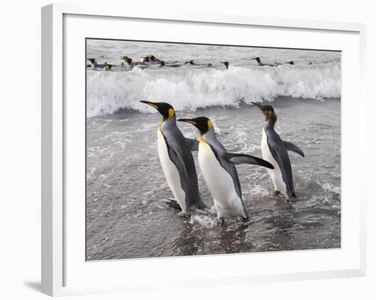 King Penguins, St. Andrews Bay, South Georgia, South Atlantic-Robert Harding-Framed Photographic Print