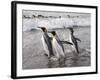 King Penguins, St. Andrews Bay, South Georgia, South Atlantic-Robert Harding-Framed Photographic Print