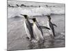 King Penguins, St. Andrews Bay, South Georgia, South Atlantic-Robert Harding-Mounted Photographic Print