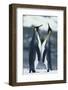 King Penguins Standing Face to Face-DLILLC-Framed Photographic Print