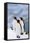 King Penguins Standing in Snow-DLILLC-Framed Stretched Canvas