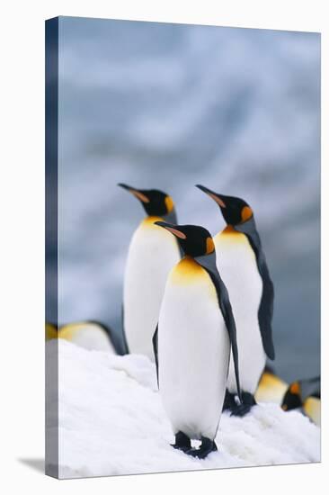 King Penguins Standing in Snow-DLILLC-Stretched Canvas