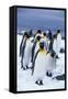 King Penguins Standing in Snow-DLILLC-Framed Stretched Canvas