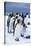 King Penguins Standing in Snow-DLILLC-Stretched Canvas