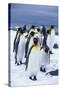 King Penguins Standing in Snow-DLILLC-Stretched Canvas