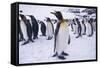 King Penguins Standing in Snow-DLILLC-Framed Stretched Canvas