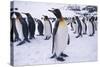 King Penguins Standing in Snow-DLILLC-Stretched Canvas
