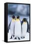 King Penguins Standing in Snow-DLILLC-Framed Stretched Canvas