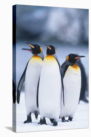 King Penguins Standing in Snow-DLILLC-Stretched Canvas