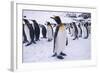 King Penguins Standing in Snow-DLILLC-Framed Photographic Print