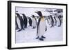 King Penguins Standing in Snow-DLILLC-Framed Photographic Print