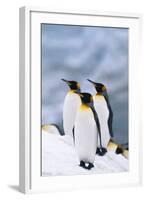 King Penguins Standing in Snow-DLILLC-Framed Photographic Print