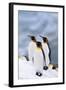 King Penguins Standing in Snow-DLILLC-Framed Photographic Print