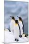 King Penguins Standing in Snow-DLILLC-Mounted Photographic Print