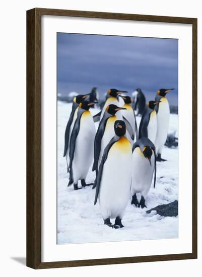 King Penguins Standing in Snow-DLILLC-Framed Photographic Print