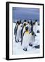 King Penguins Standing in Snow-DLILLC-Framed Photographic Print