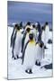 King Penguins Standing in Snow-DLILLC-Mounted Photographic Print