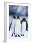 King Penguins Standing in Snow-DLILLC-Framed Photographic Print