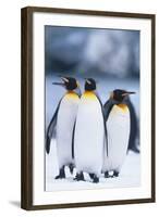 King Penguins Standing in Snow-DLILLC-Framed Photographic Print