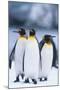 King Penguins Standing in Snow-DLILLC-Mounted Photographic Print