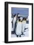 King Penguins Standing in Snow-DLILLC-Framed Photographic Print