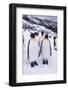 King Penguins Standing in Snow-DLILLC-Framed Photographic Print