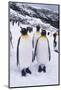 King Penguins Standing in Snow-DLILLC-Mounted Photographic Print