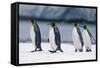 King Penguins Taking a Walk-DLILLC-Framed Stretched Canvas