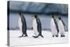 King Penguins Taking a Walk-DLILLC-Stretched Canvas