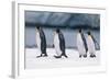 King Penguins Taking a Walk-DLILLC-Framed Photographic Print