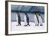 King Penguins Taking a Walk-DLILLC-Framed Photographic Print