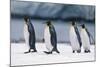King Penguins Taking a Walk-DLILLC-Mounted Photographic Print