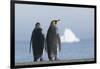 King Penguins Taking in the View Together-DLILLC-Framed Photographic Print