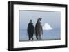 King Penguins Taking in the View Together-DLILLC-Framed Photographic Print