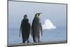 King Penguins Taking in the View Together-DLILLC-Mounted Photographic Print